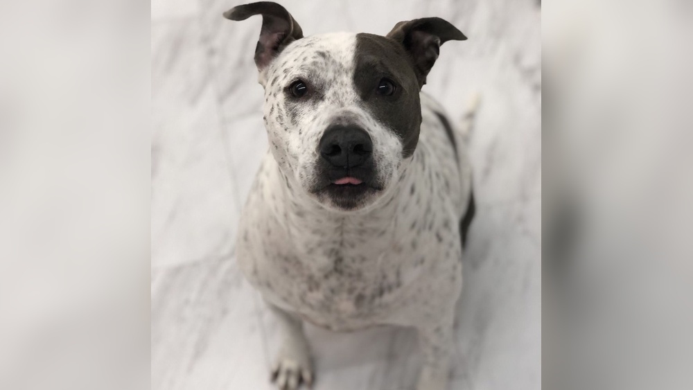 Best Dog Boarding Asheville Nc