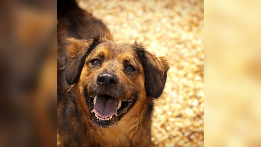 Best Dog Boarding Fayetteville Nc