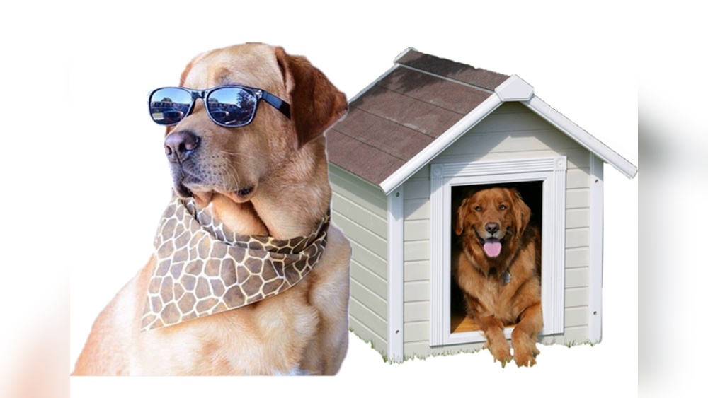Best Dog Boarding Greensboro Nc