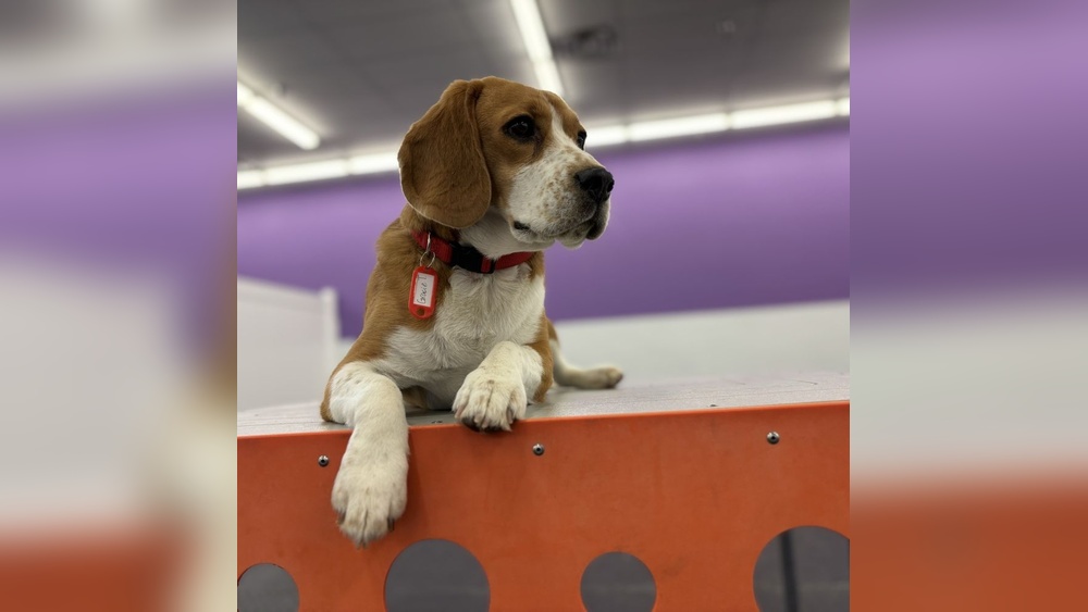 Best Dog Boarding Henderson Nv