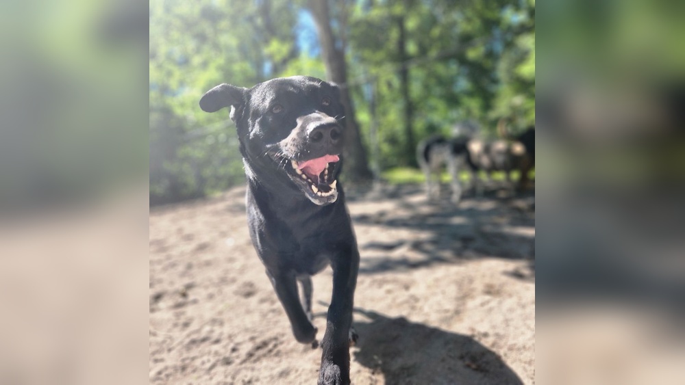 Best Dog Boarding in Myrtle Beach Sc