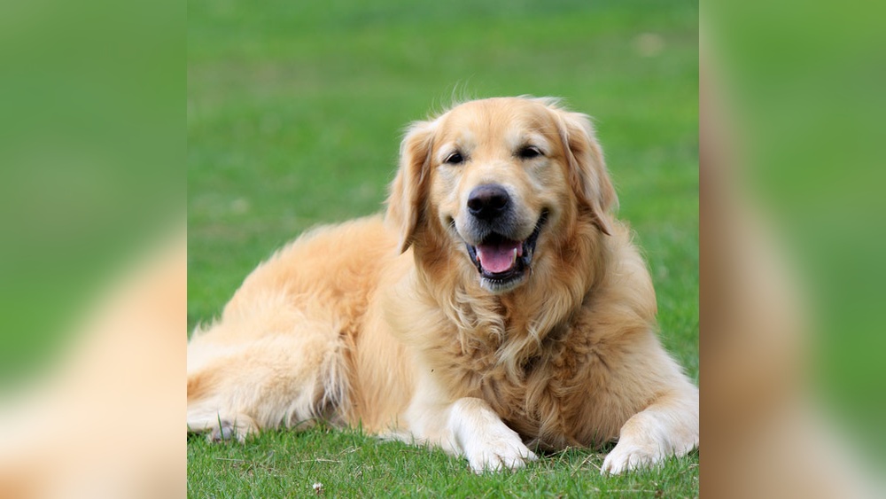 Best Dog Boarding Rhode Island