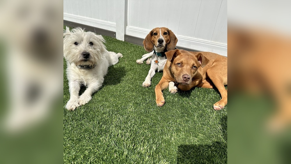 Best Dog Boarding Westchester Ny