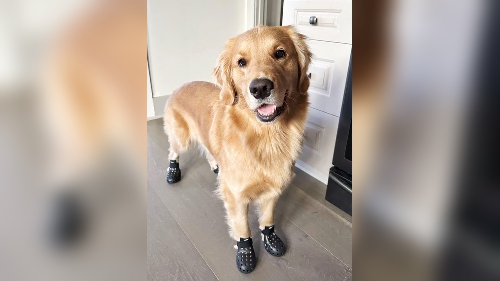 Best Dog Booties for Golden Retrievers: Top Picks for Paw Protection