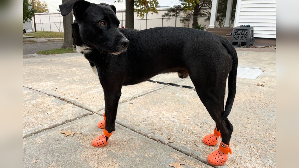 Best Dog Booties That Stay on