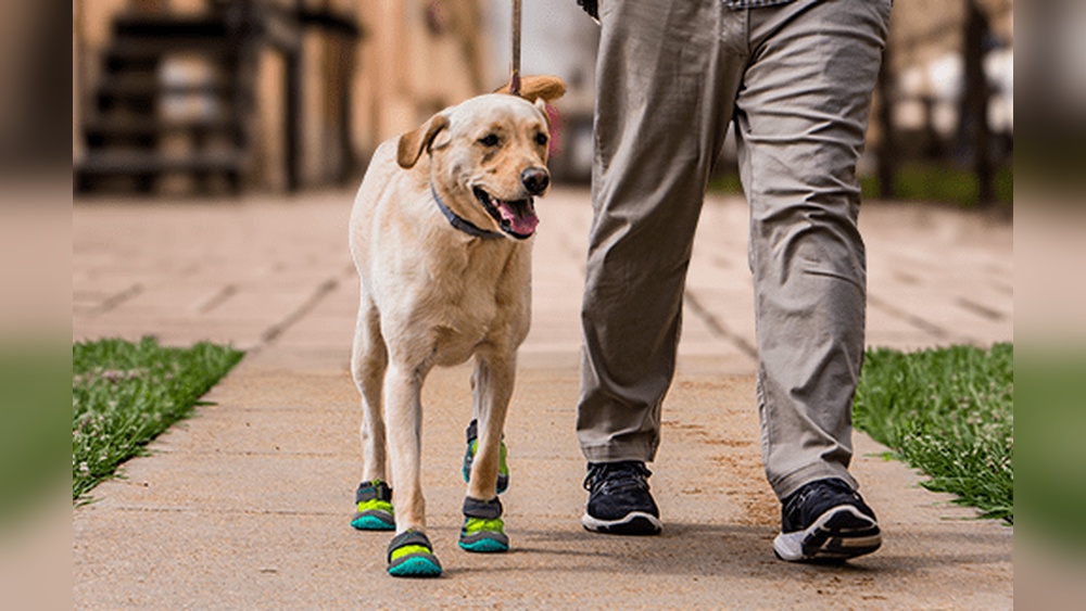 Best Dog Boots for Labradors