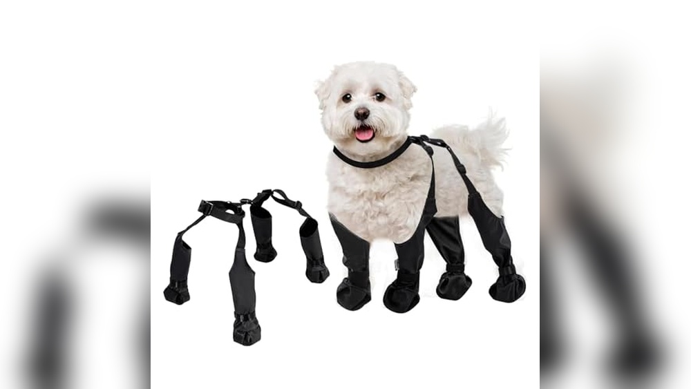 Best Dog Boots for Small Breeds