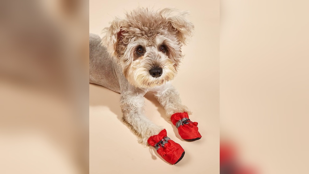 Best Dog Boots for Small Breeds