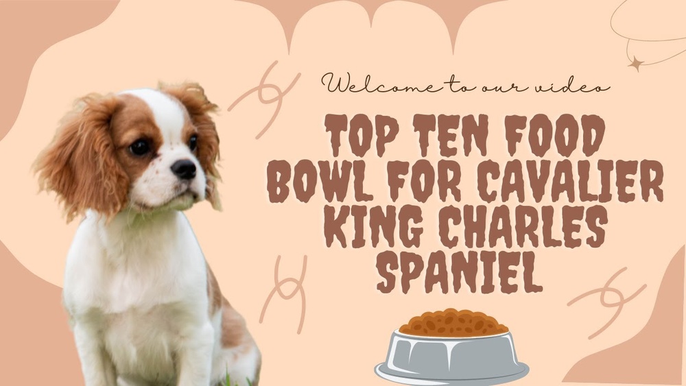 Best Dog Bowls for Cavalier King Charles Spaniels