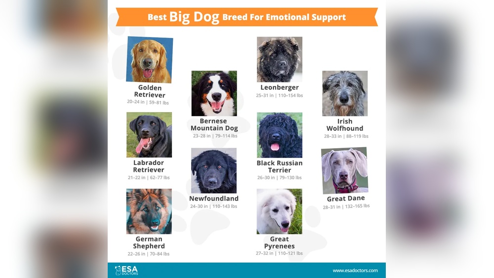 Best Dog Breed for Emotional Support