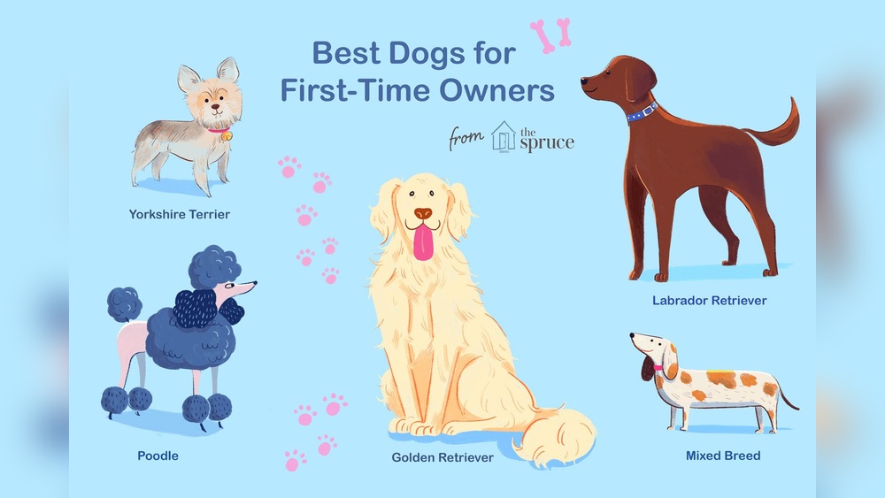 Best Dog Breed for First Time Dog Owners