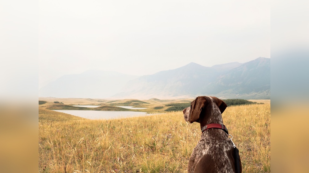 Best Dog Breed for Hiking