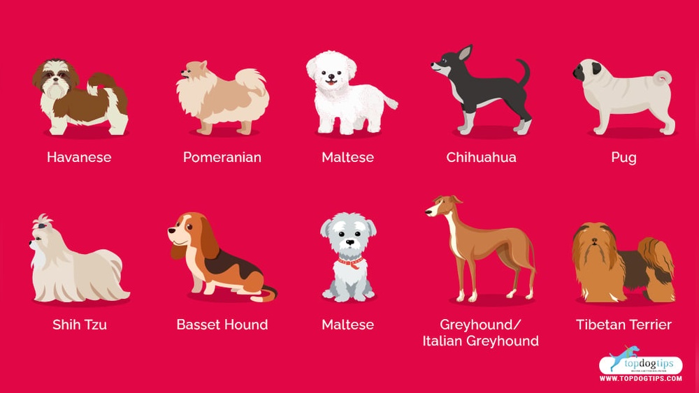Best Dog Breed for Lazy People