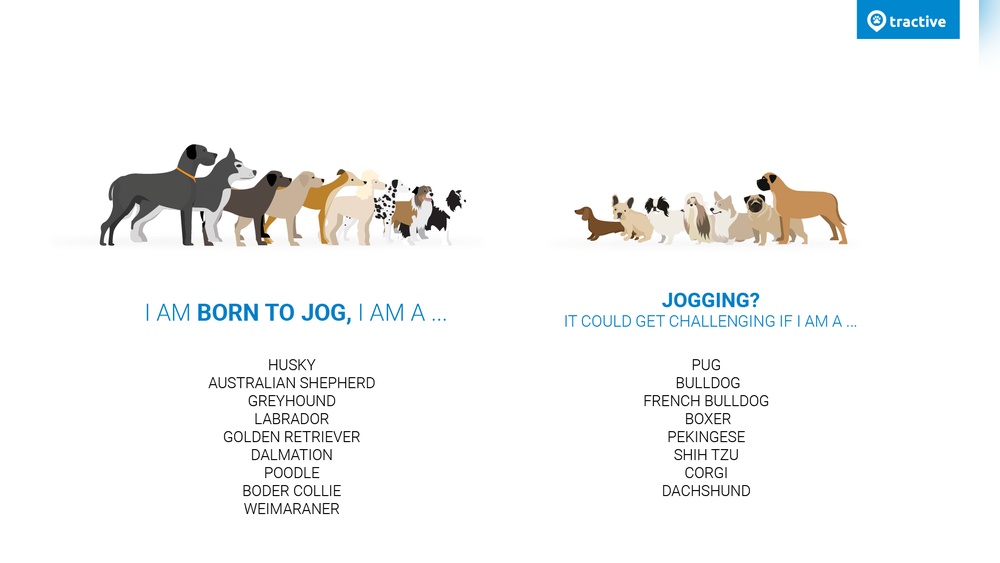 Best Dog Breed for Runners