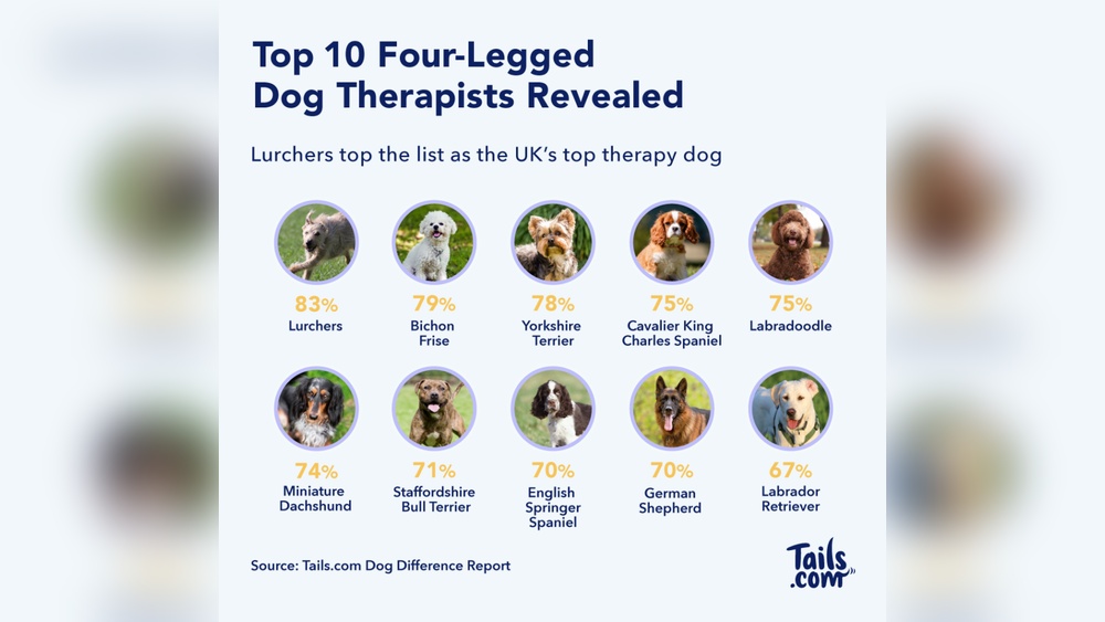 Best Dog Breeds for Depression And Anxiety