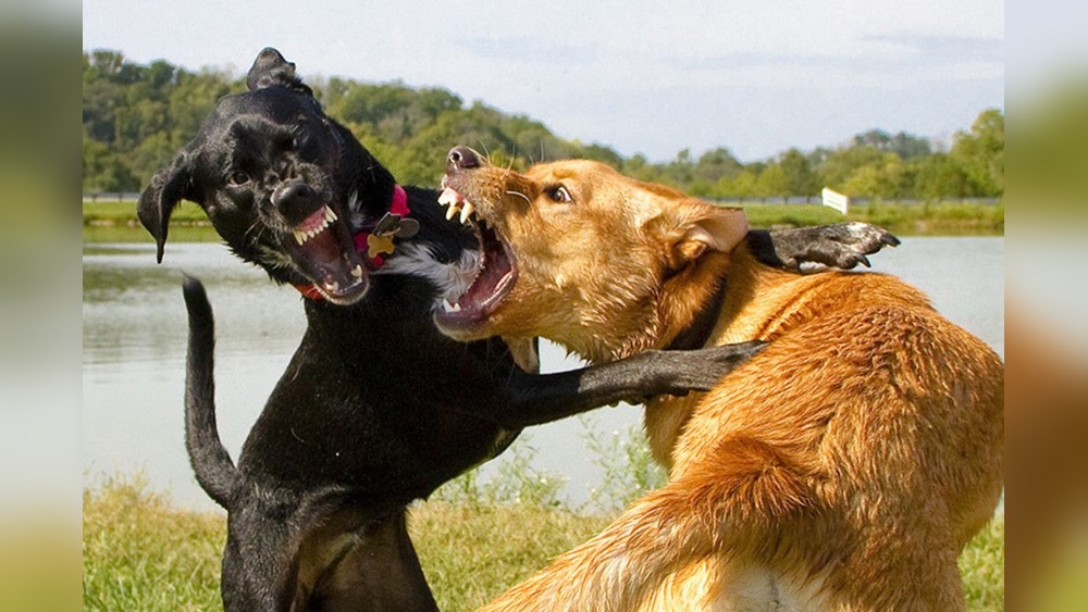 Best Dog Breeds for Fighting