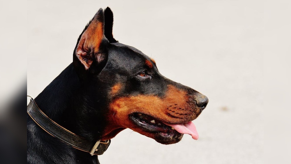 Best Dog Breeds for Guys