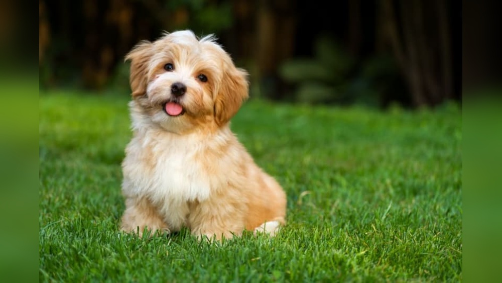 Best Dog Breeds for Toddlers