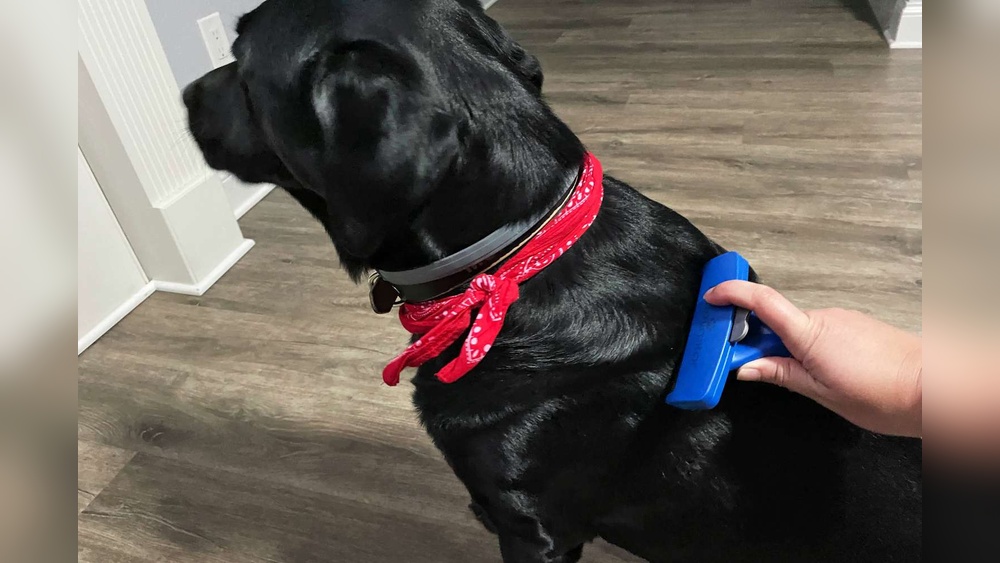 Best Dog Brush for Labrador Retriever