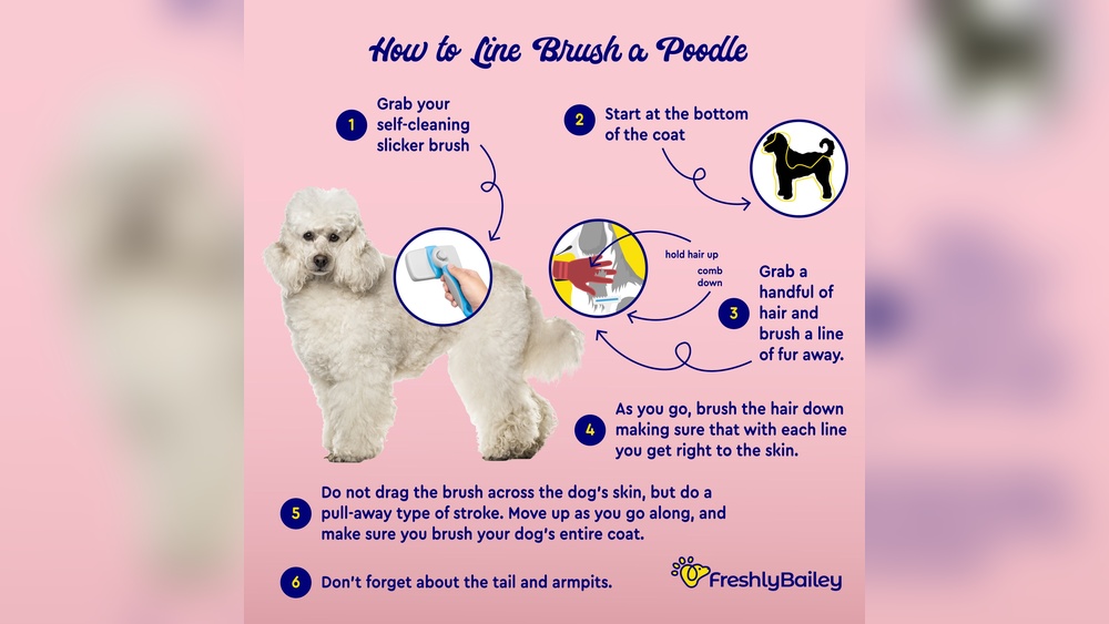 Best Dog Brush for Poodle