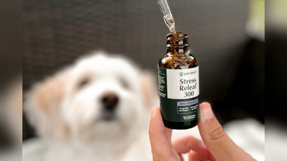 Best Dog Cbd for Fireworks