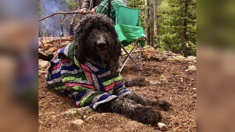 Best Dog Clippers for Sheepadoodles