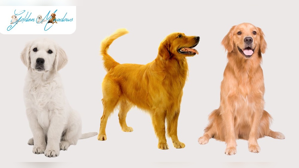 Best Dog Coats for Golden Retrievers
