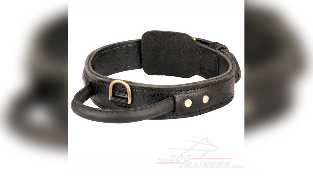 Best Dog Collar With Handle
