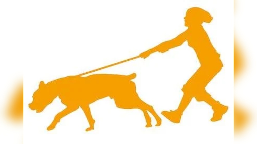 Best Dog Collars for Dogs That Pull