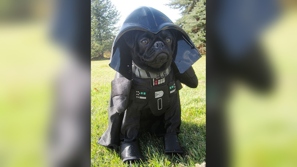 Best Dog Costumes for Black Dogs