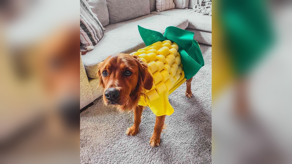 Best Dog Costumes for Golden Retrievers