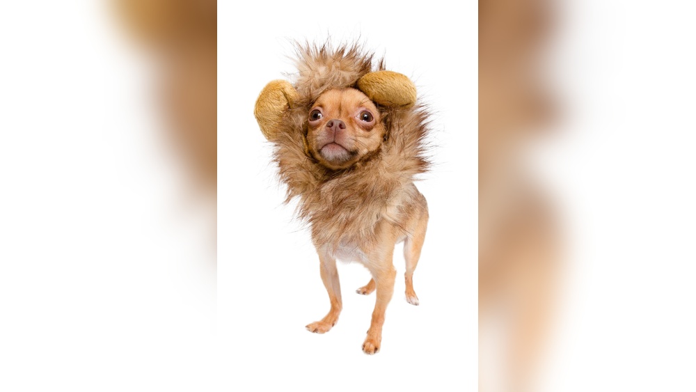 Best Dog Costumes for Small Dogs
