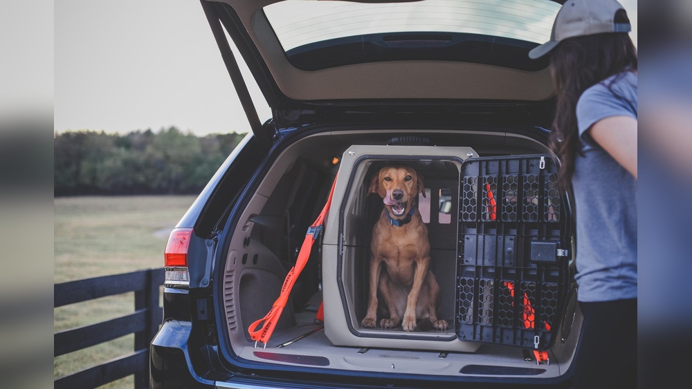 Best Dog Crates for Car