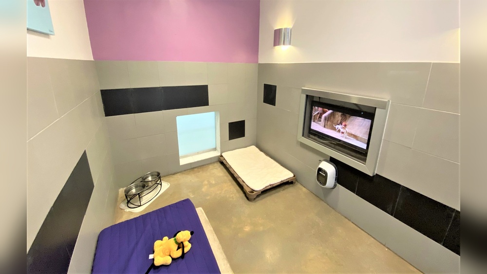 Best Dog Daycare near Disney World