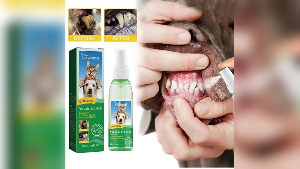 Best Dog Deodorizer for Home