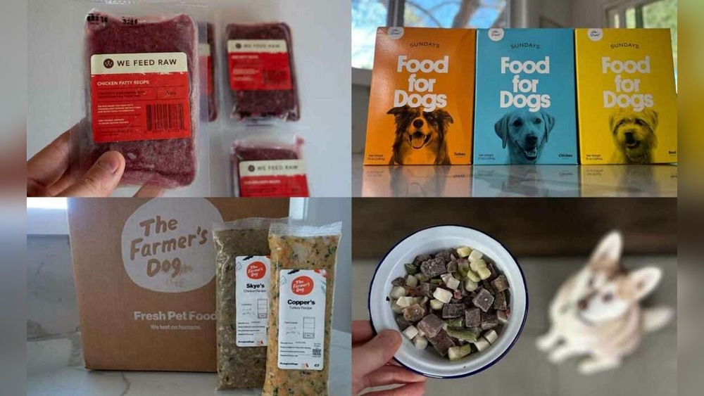 Best Dog Food Brands for Picky Eaters: Top Tasty Picks Revealed