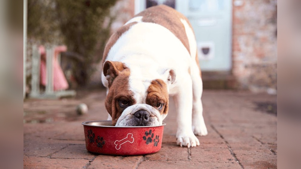 Best Dog Food for a English Bulldog