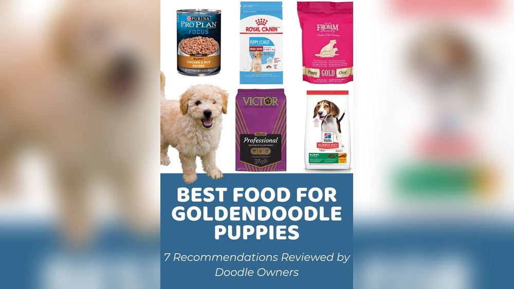 Best Dog Food for a Goldendoodle Puppy