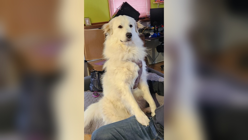 Best Dog Food for a Great Pyrenees