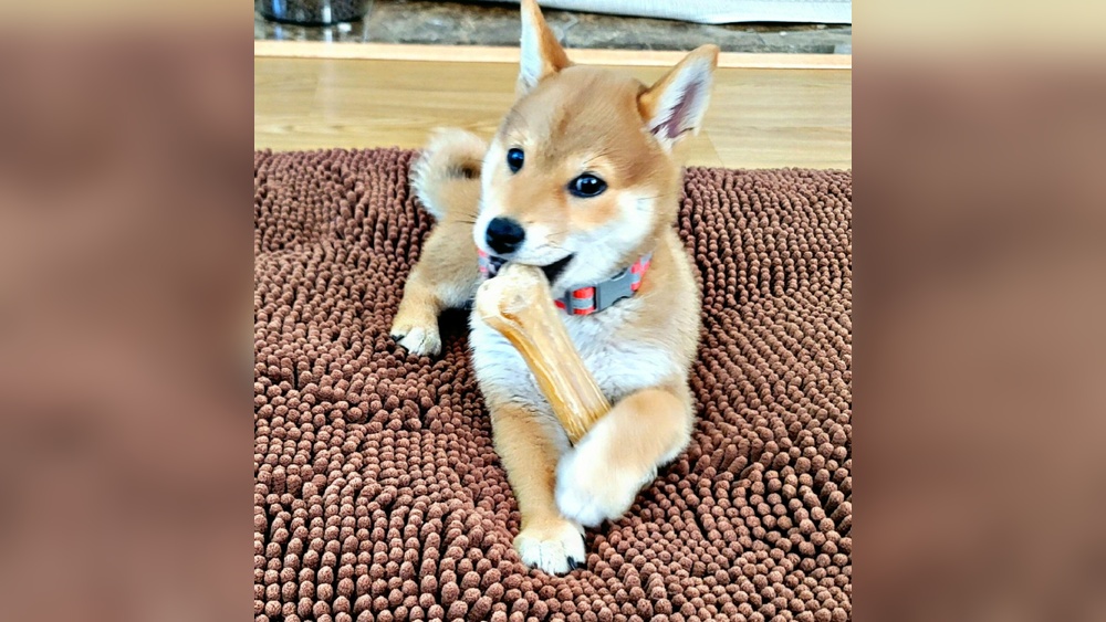 Best Dog Food for a Shiba Inu