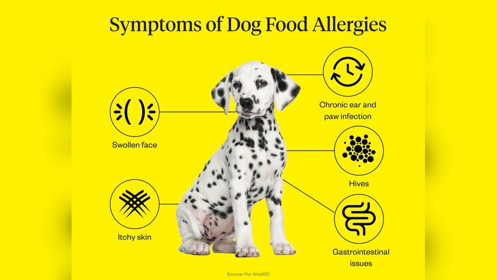 Best Dog Food for Allergies And Ear Infections