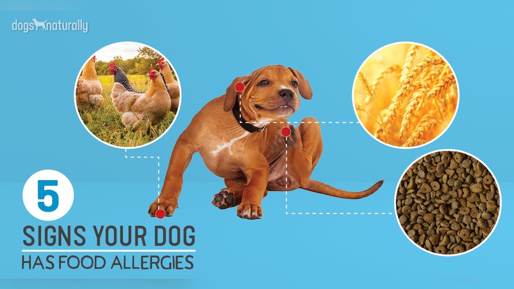 Best Dog Food for Allergies Ear Infections