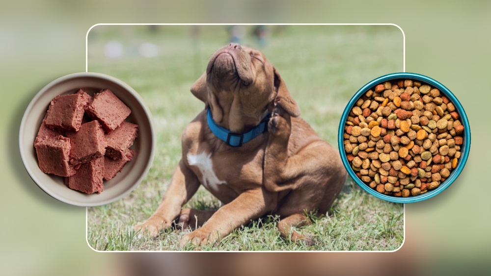 Best Dog Food for Allergies Ear Infections