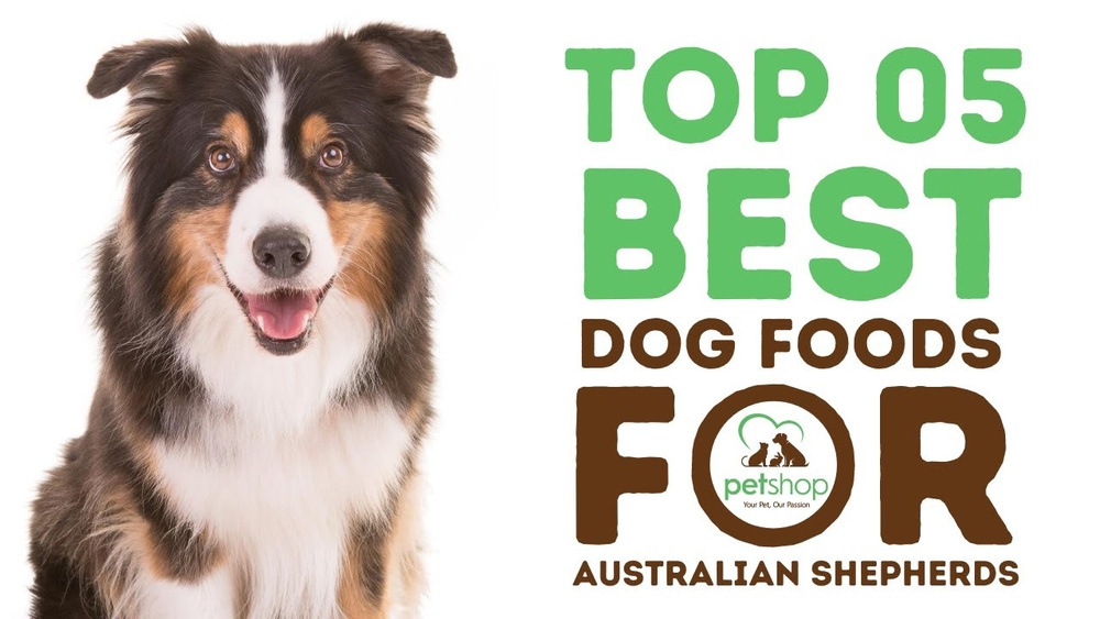 Best Dog Food for an Australian Shepherd