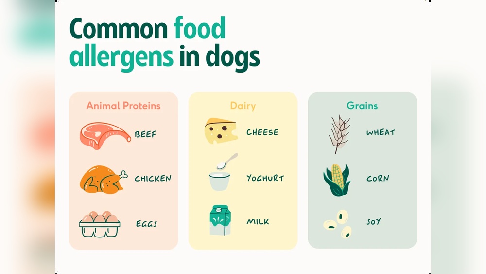Best Dog Food for Atopic Dermatitis
