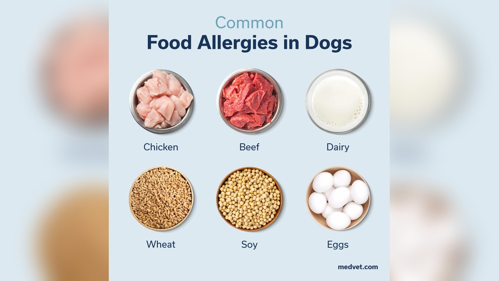 Best Dog Food for Chicken Allergies