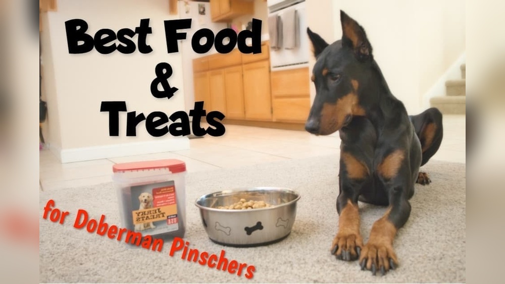 Best Dog Food for Doberman Pinschers