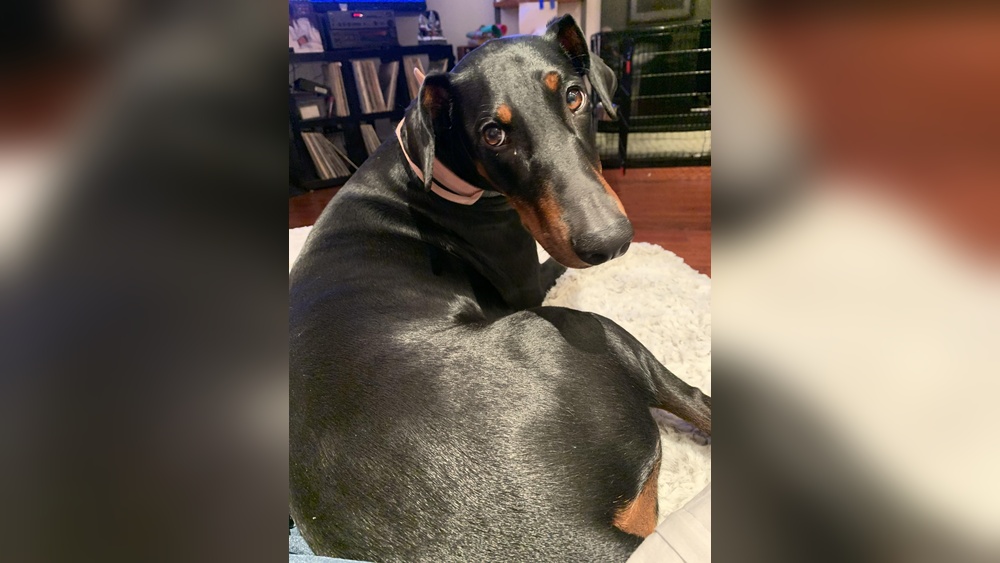 Best Dog Food for Doberman With Sensitive Stomach