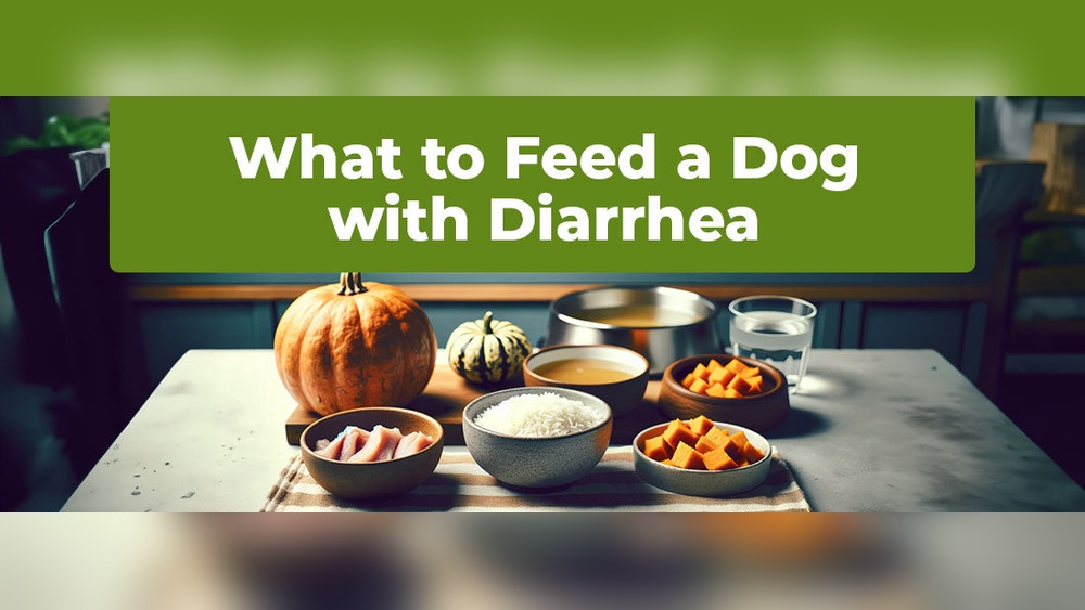 Best Dog Food for Dog With Diarrhea