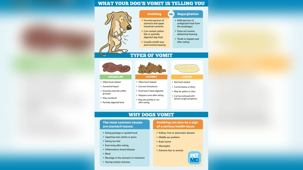 Best Dog Food for Dogs That Vomit Bile